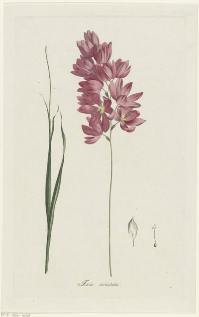 Ixia patens Aiton - Hendrik Schwegman