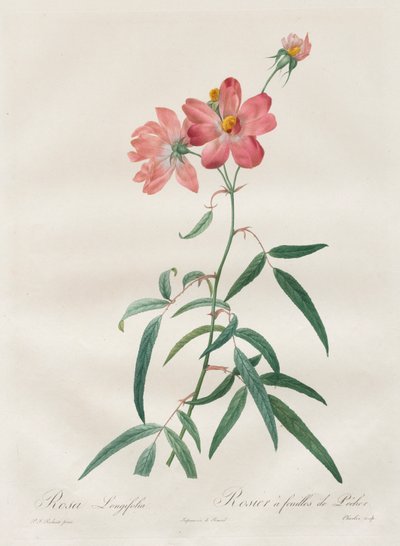 Les Roses : Rosa Longifolia - Henry Joseph Redouté