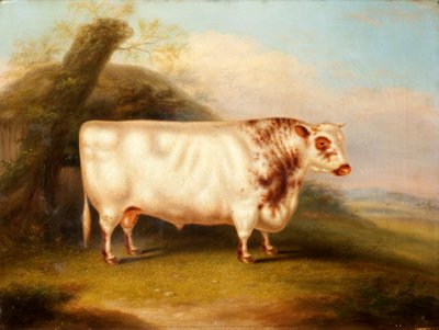 Harlsonia (Taureau Shorthorn), vers 1855 - Henry Stafford