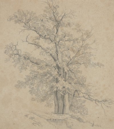 Arbre - Ida Weisselberg Hadra