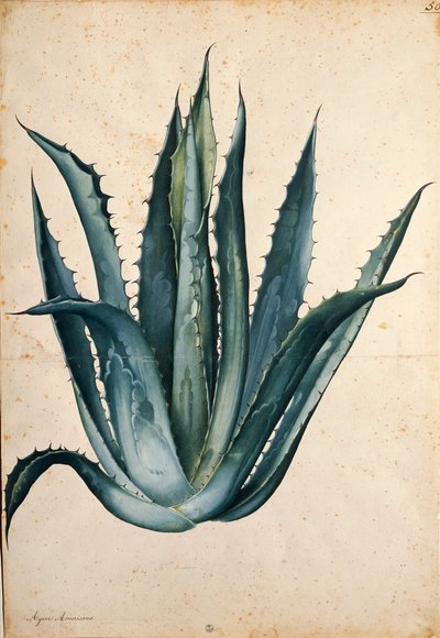 Agave américain par Jacopo Ligozzi - Jacopo Ligozzi