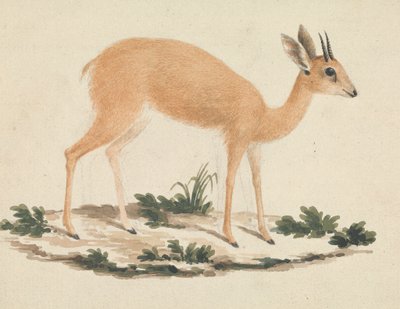 Madoqua (Dik-dik) - James Bruce