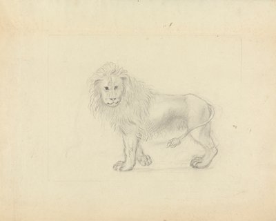 Un lion - James Sowerby