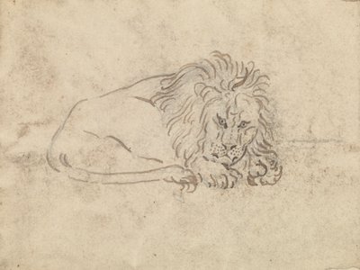 Un lion - James Sowerby