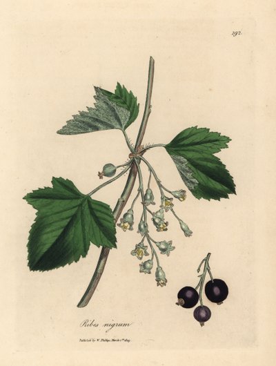 Cassis, Ribes nigrum - James Sowerby