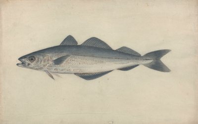 Poisson charbonnier - James Sowerby