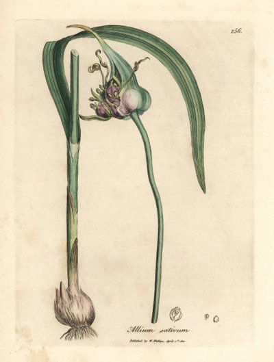 Ail cultivé commun, Allium sativum - James Sowerby