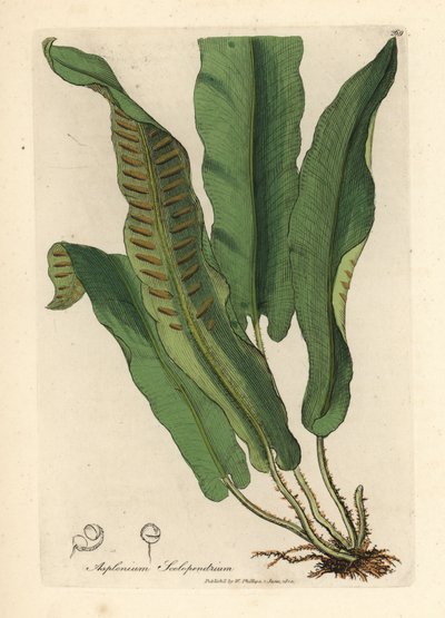 Fougère scolopendre, Asplenium scolopendrium - James Sowerby