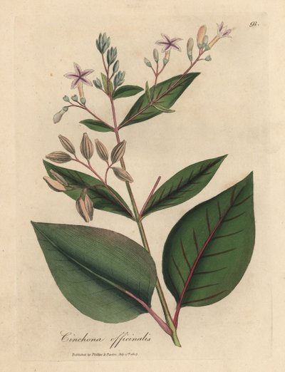 Cinchona officinalis - James Sowerby