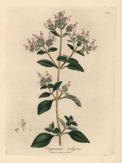 Marjolaine sauvage à fleurs roses, Origanum vulgare - James Sowerby