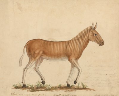 Zèbre Quagga - James Sowerby