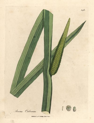 Acore odorant, Acorus calamus - James Sowerby