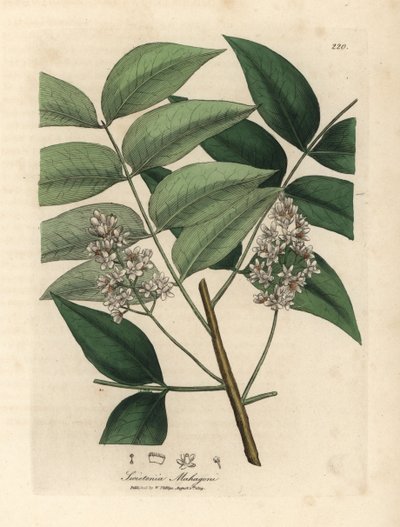 Swietenia mahogani - James Sowerby