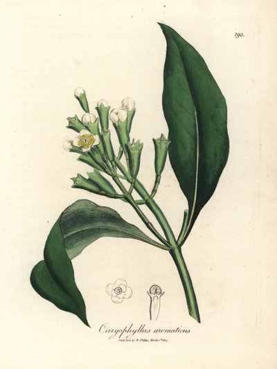 Arbre à épices clou de girofle à fleurs blanches, Caryophyllus aromaticus - James Sowerby