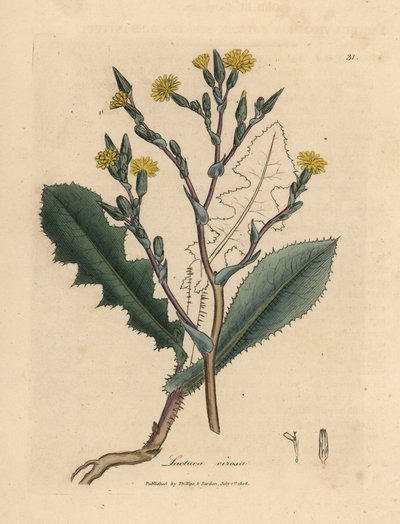 Laitue sauvage à fleurs jaunes, Lactuca virosa - James Sowerby