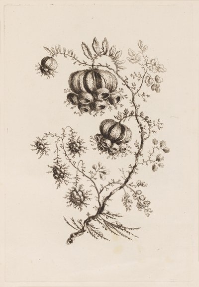 Branche de fleur, de "Fleures Persannes" - Jean Baptiste Pillement