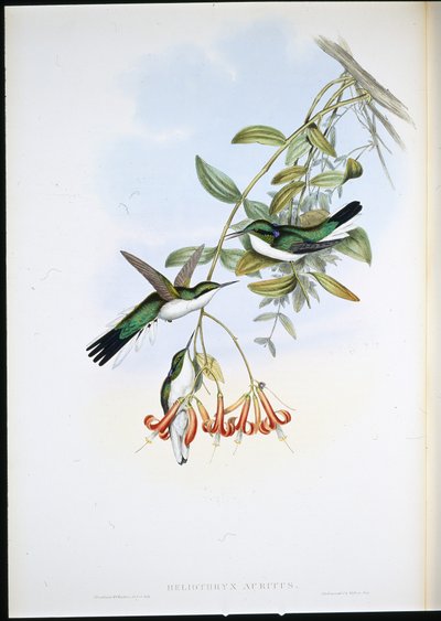 Fée de Cayenne (Heliothryx Auritus) - John (after) Gould