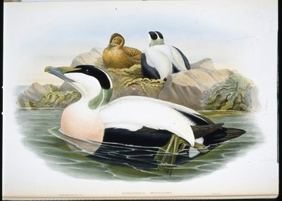 Eider à duvet - John (after) Gould