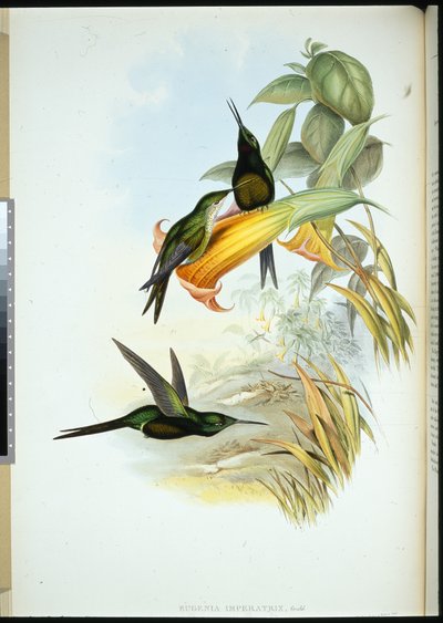 Colibri impératrice - John (after) Gould