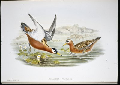 Phalarope à bec large - John (after) Gould