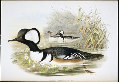 Harle couronné (Mergus Cucullatus) - John (after) Gould