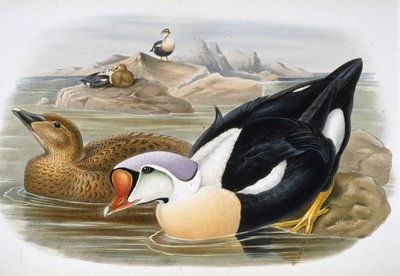 Canard roi (Somateria Spectabilis) - John (after) Gould