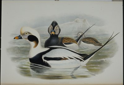 Canard à longue queue - John (after) Gould