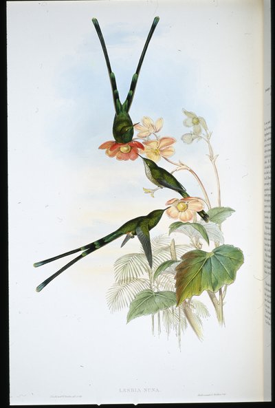 Nouna-koali (Lesbia Nuna) - John (after) Gould