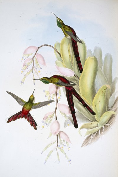 Comète de Phaon - John (after) Gould