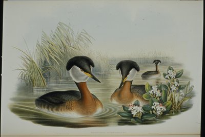 Grèbe jougris (Podiceps Rubricollis) - John (after) Gould