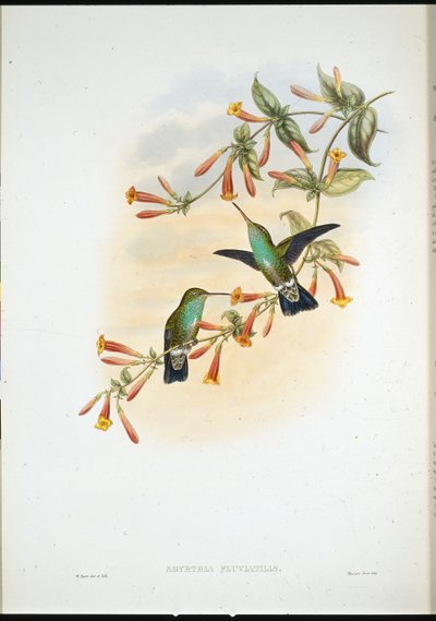 Émeraude riveraine (Agyrtria Fluviatilis) - John (after) Gould