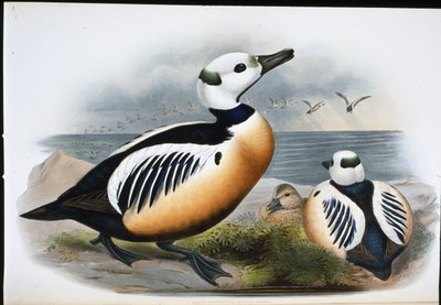 Canard de Steller - John (after) Gould