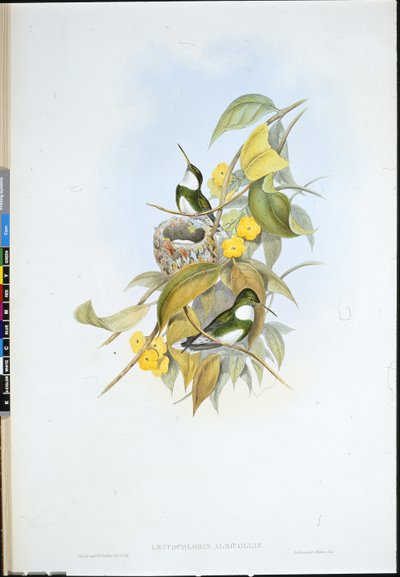 Gorge blanche - John (after) Gould