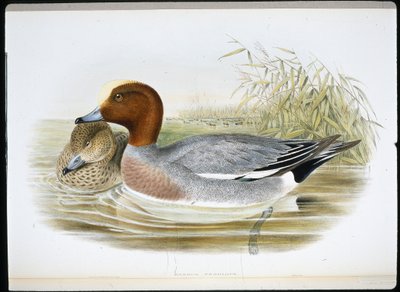 Canard siffleur (Mareca Penelope) - John (after) Gould