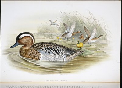 Querquedule circia - John (after) Gould