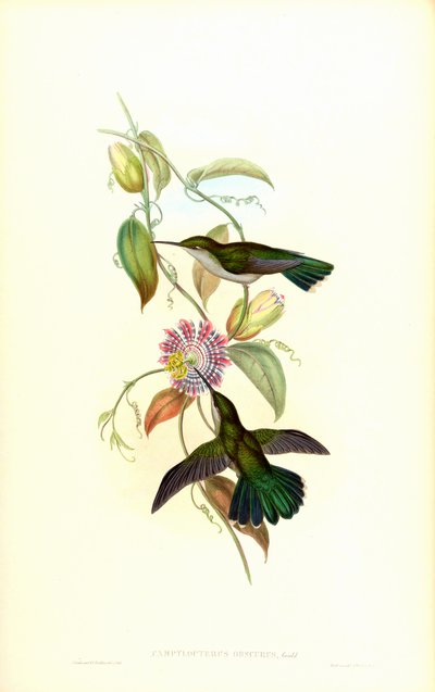 Campylopterus largipennis obscurus - John Gould