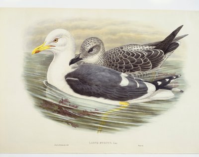 Goéland brun (Larus fuscus), illustration - John Gould