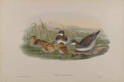 Lobipes Hyperboreus - Phalarope à bec étroit - John Gould