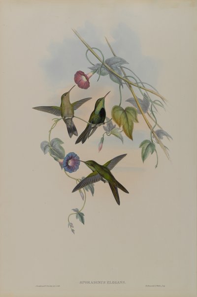 Sporadinus Elegans: Colibri de Saint-Domingue - John Gould