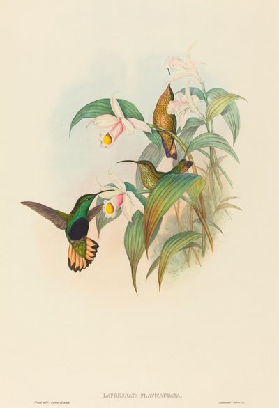 Lafresnaya flavicaudata (Colibri à queue buffle) - John Gould and H.C. Richter