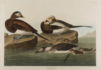 Canard à longue queue, 1836 - John James Audubon