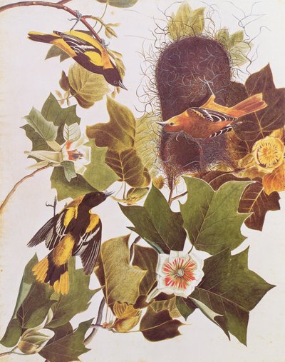 Le Loriot, de Birds of America - John James Audubon