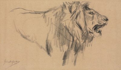 Lion - John Macallan Swan