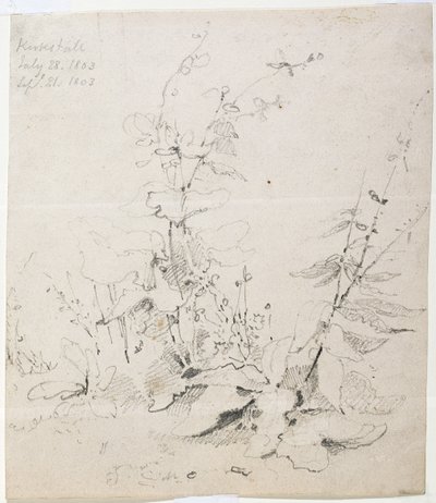 Étude de mauvaises herbes, Kirkstall - John Sell Cotman