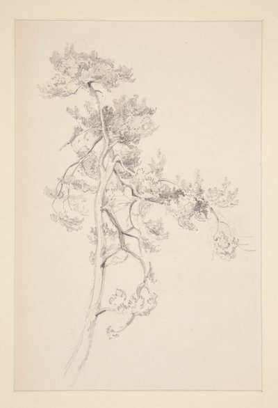 Arbre et feuillage - John Singer Sargent