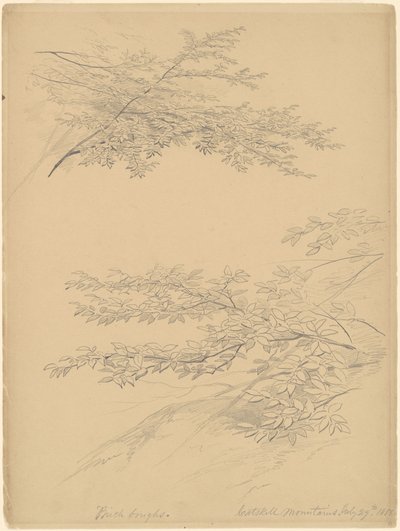 Branches de bouleau, montagnes Catskill - John William Casilear