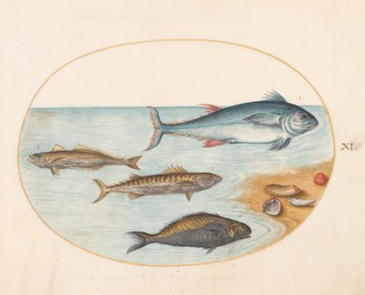 Planche 11 : Quatre poissons et coquillages - Joris Hoefnagel