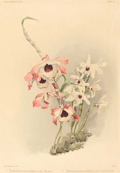 Dendrobium Hybridium Vénus et Dendrobium Hybridium Cassiope - Joseph Mansell