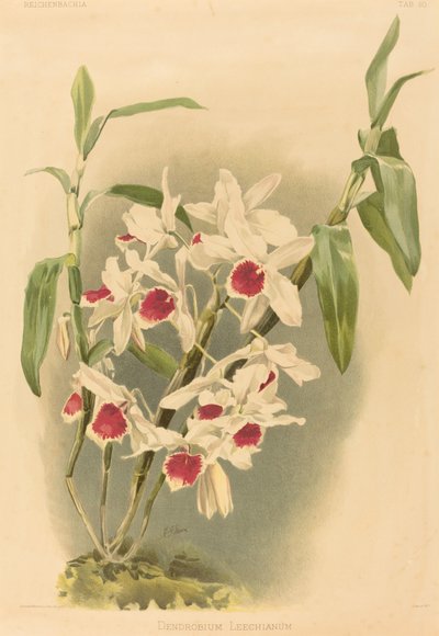 Dendrobium Leechianum - Joseph Mansell