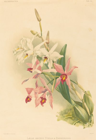 Laelia Anceps Stella & Barkeriana - Joseph Mansell